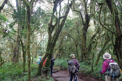 Private Ganztageswanderung im Kilimandscharo