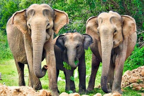Yala National Park Safari de Beruwala