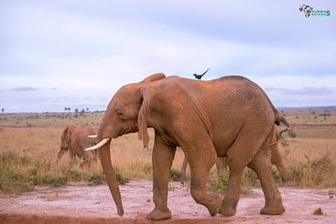 Tour de 3 días por el Parque Nacional Queen Elizabeth Safari en Uganda