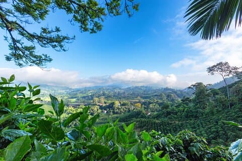 Visite d'une journée complète de la vallée de Cocora, du Salento et de la ferme de café (depuis le Salento)