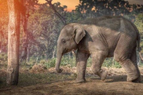 Chitwan National Park Jungle Safari Tours 3 dagar