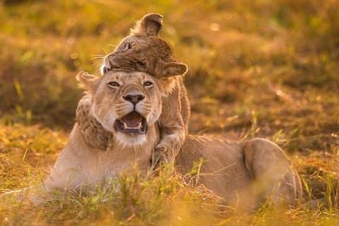 Parc national d'une demi-journée à Nairobi