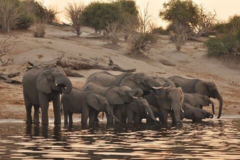 Gita di un giorno a Chobe