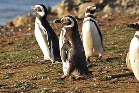 ウシュアイアのペンギンウォーク＋セーリングオプション