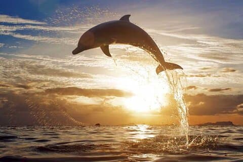 Tour all'alba del nord di Bali con i delfini, Instagram Wanagiri e cascate