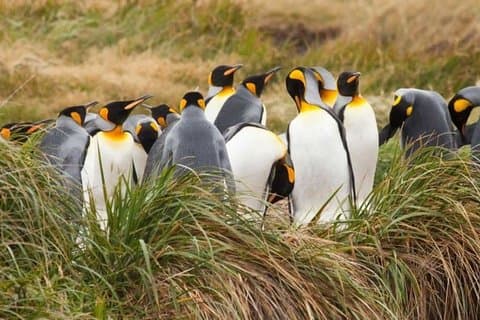 Tour privado al Parque Rey Pingüino desde Punta Arenas