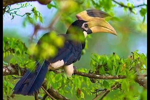 Bundala National Park Safari da Beruwala