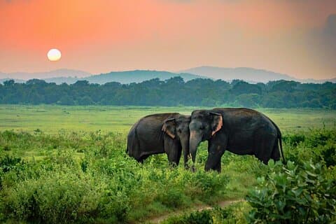 Safari nel parco nazionale Udawalawe di Dikwella