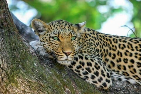 Yala National Park Safari von Dikwella