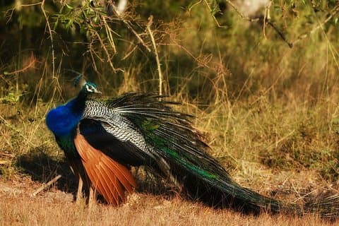 Bundala National Park Safari from Ahungalla