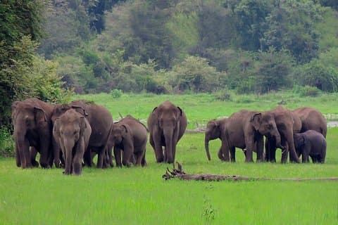 Udawalawe nasjonalparksafari fra Ahungalla