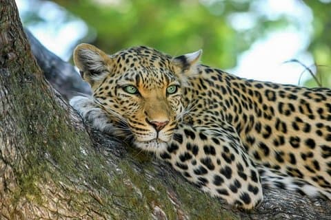 Safari au parc national de Yala au départ d'Ahangama