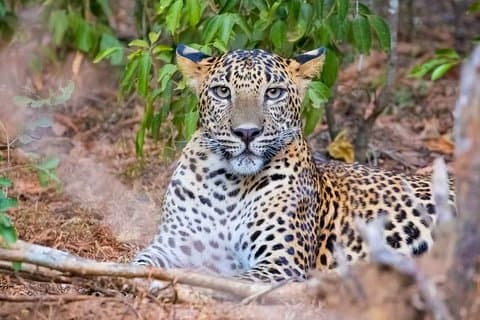 Yala National Park Safari von Weligama