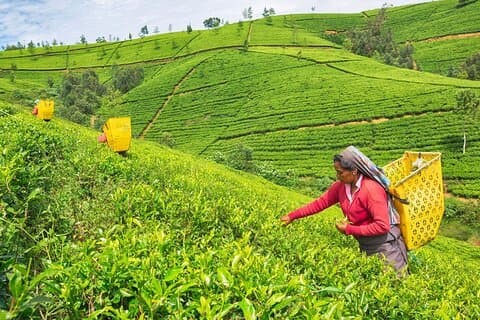 Heldags Nuwara Eliya City Tour | Fra Kandy