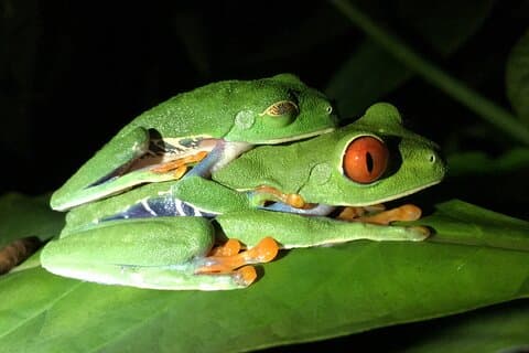 Manuel Antonio Night Tour - Sloth-Red Eye Frog - Jungle Wildlife