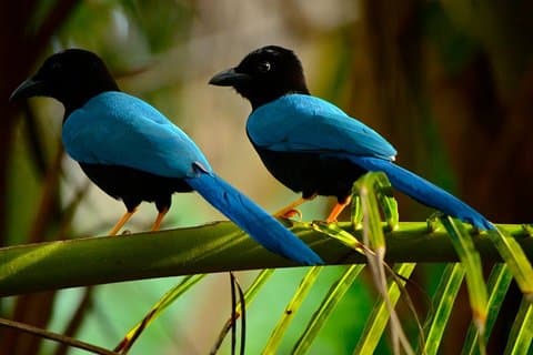 Birdwatching i Coba fra Tulum - Delt gruppe tur