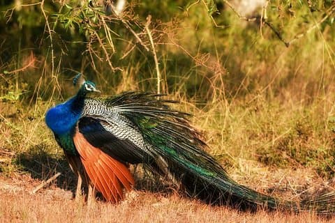Bundala National Park Safari vanuit Ahangama