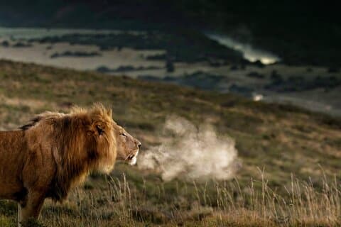 2 dagars Addo Elephant Park Safari