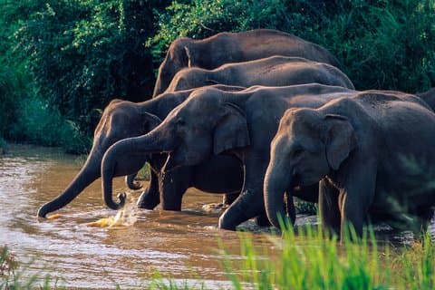Wasgamuwa Nationaal Park Safari vanuit Habarana