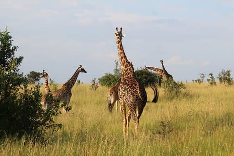 6-Day Safari Tour to Tarangire, Manyara, L. Eyasi & Ngorongoro