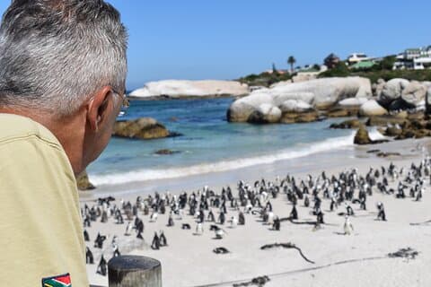 Colonia de pingüinos en Boulders Beach con un conservacionista con complemento de admisión