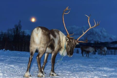 Rendieren voeren en Saami-cultuur met kans op noorderlicht
