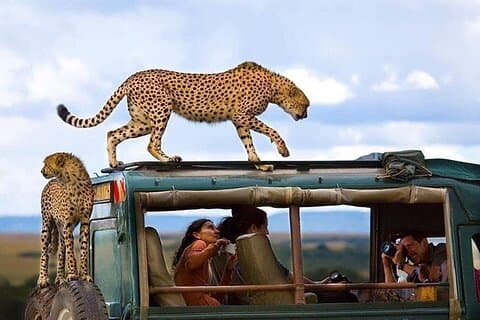 7 Day Lodge Safari Tanzania
