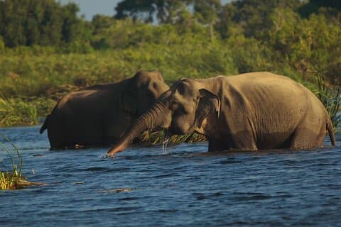 Gal Oya National Park | Private Safari