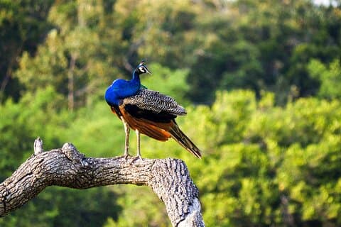 Wildlife Tour som täcker fåglar och däggdjur (15 dagar)