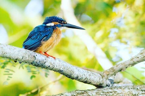 Wildlife Tour Covering Birds, Mammals and Whales (21 Days)