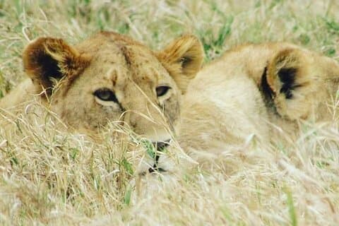 4-dages Tanzania Safari fra Zanzibar-rejseplanen