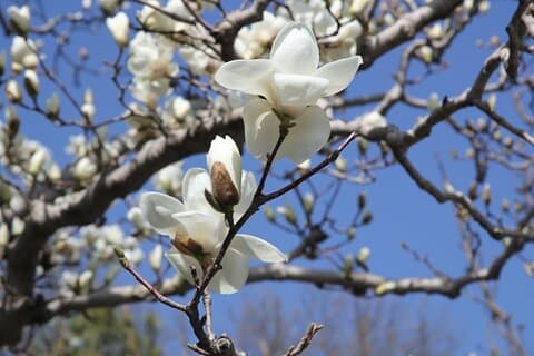 Kirsch- und Magnolienblüten-Besichtigungstour (Sommerpalast & Yuyuantan)