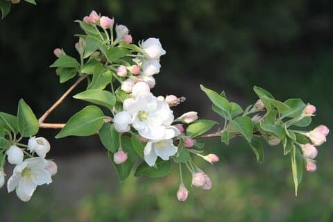Excursion d'une journée aux fleurs dans le parc forestier olympique de Pékin