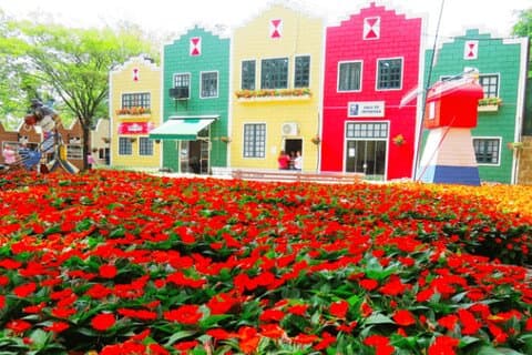 Holambra: Flowers & Windmill, The Little Piece Of Netherlands i Brasilien