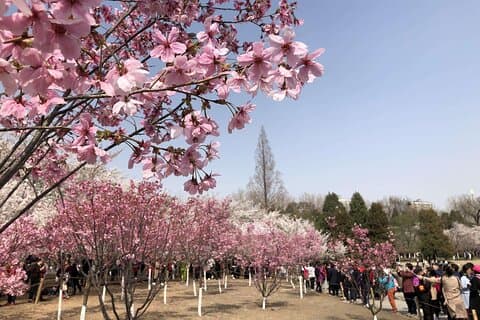 Cherry Blossoms trip in Yuyuantan Park