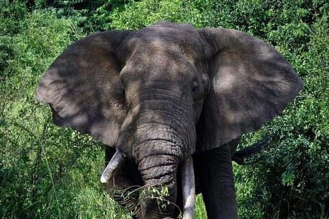 3-Day Tour in Murchison Falls Safari & Rhino Tracking