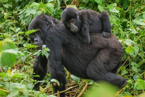 4-dagers privat tur i Bwindi Forest National Park