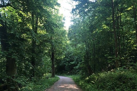 ハイデルベルクでの森林ハイキング