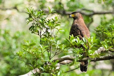 Wildlife Tour som dekker fugler, pattedyr og hvaler (14 dager)
