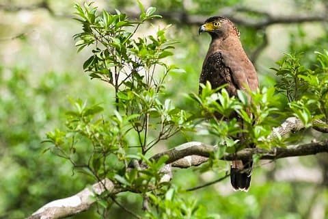 Wildlife Tour som dekker fugler og pattedyr (14 dager)