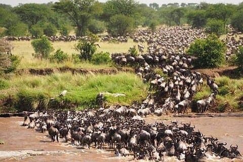 Gnuwanderung bei Masai Mara