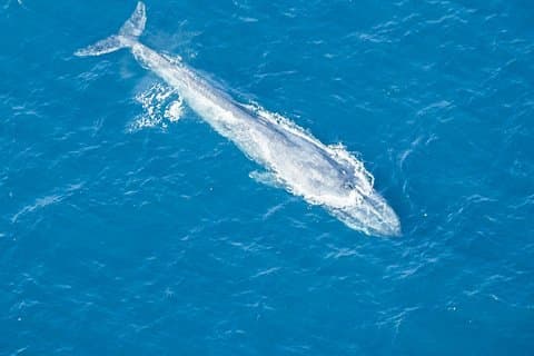 Aerial Whale Watching med flyg från Koggala Airport (KCT)