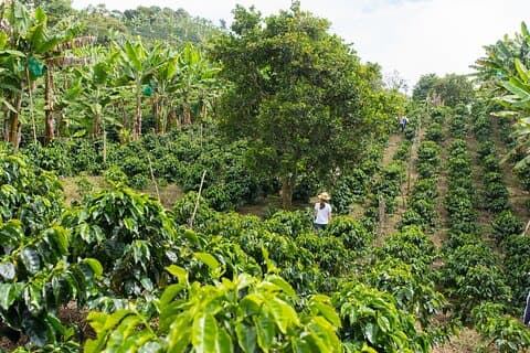 Express Coffee Tour nära Medellin