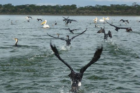 5 días de observación de aves Safari.