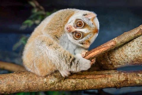 Loris regardant depuis Polonnaruwa