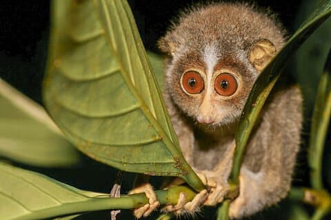 Loris Assistindo em Yala