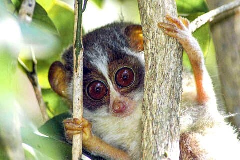 Loris mirando desde Kitulgala