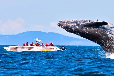 Whale Watching from Koggala on Shared Boat
