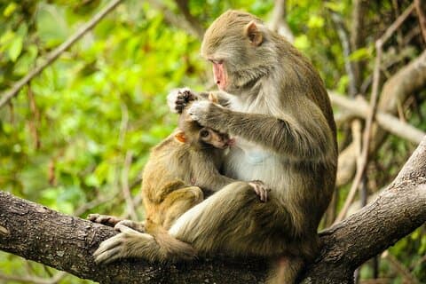 Explore Monkey Kingdom from Polonnaruwa