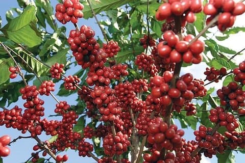 Jardín Coffee Lovers Private Tour with Waterfall Option from Medellín